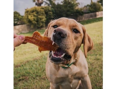 Chicken breast for dogs