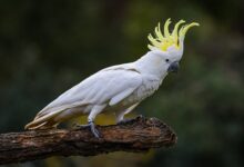 Cockatoos