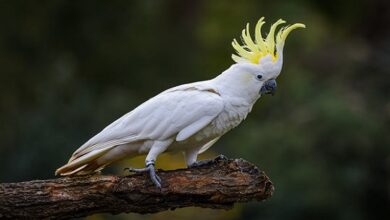 Cockatoos