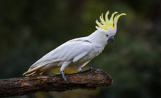 Cockatoos